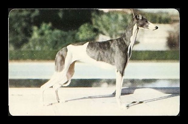 F67 Greyhound.jpg